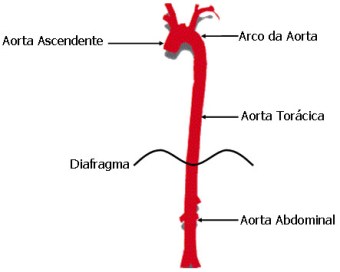 aorta