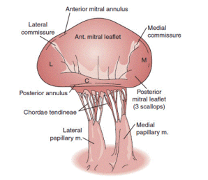 mitral-valve-leaflets